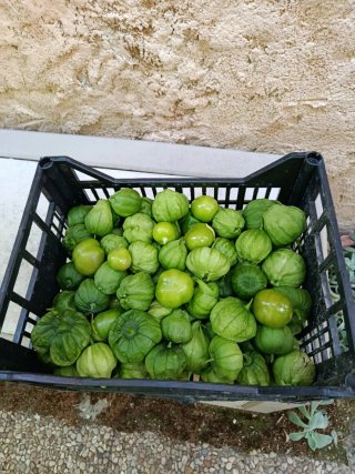 Semillas Tomatillo Verde Mexicano