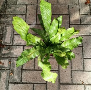 Felce Microsorum Musifolium Coccodrillo