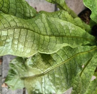 Felce Microsorum Musifolium Coccodrillo