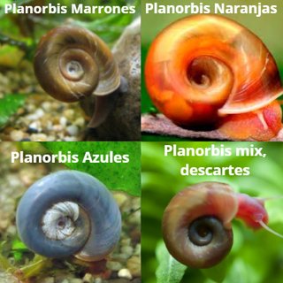 Plantas de Acuario Variadas - Crea tu Lote