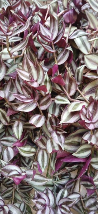Tradescantia zebrina planta colgante.