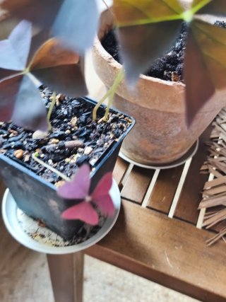 Oxalis Allure