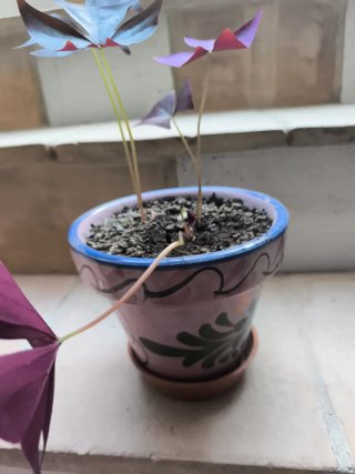 Oxalis Negro