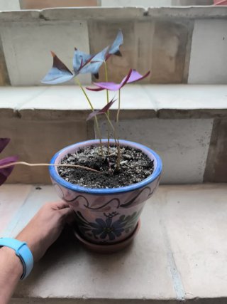 Oxalis Negro
