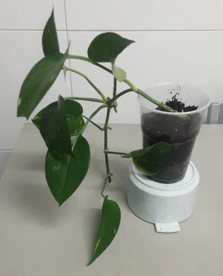 Varias Plantas  Potos