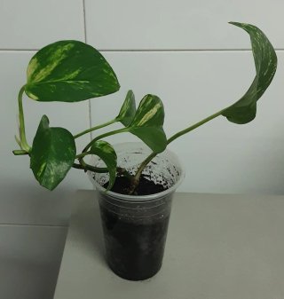 Varias Plantas  Potos