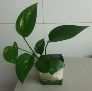 Varias Plantas  Potos