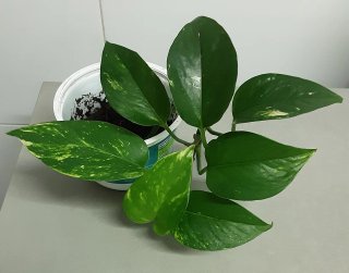 Varias Plantas  Potos