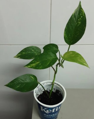 Varias Plantas  Potos