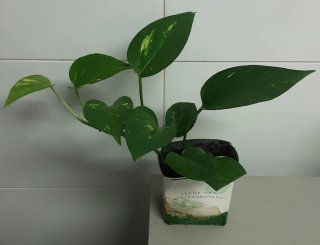 Varias Plantas  Potos