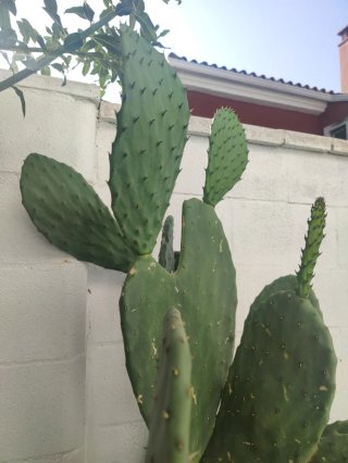 Hojas de chumbera frescas