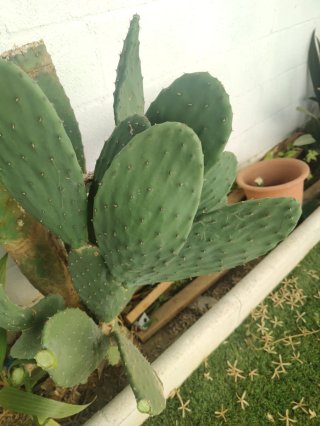 Hojas de chumbera frescas