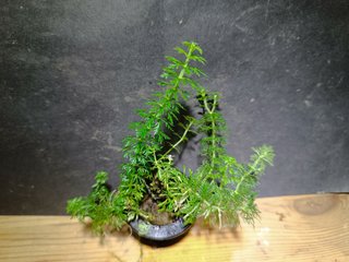Ambulia (Limnophila sessiliflora) planta acuática