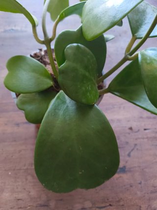 Hoya kerrii en crecimiento