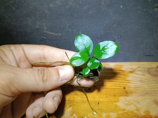 Anubias Nana Planta Acuario
