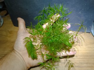Cola de zorro (Ceratophyllum demersum)