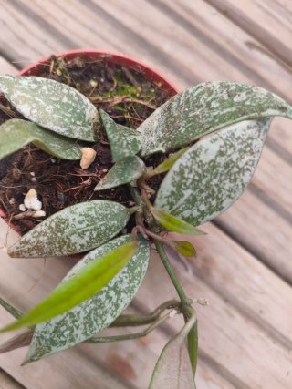 Hoya lacunosa laos