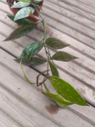 Hoya lacunosa laos