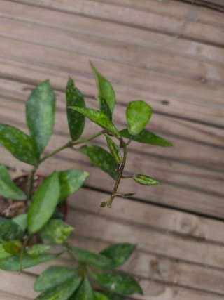 Hoya lacunosa yellow