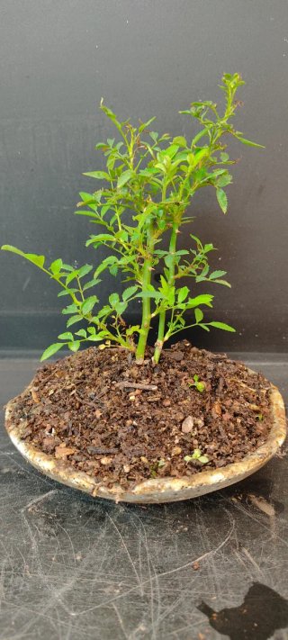 Bonsái Rosal Japonés