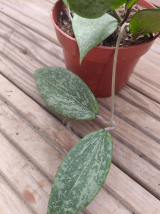 Hoya wibergiae