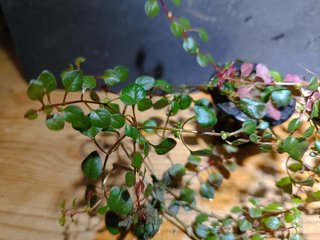 Ludwigia Mini Super Red Planta Acuario