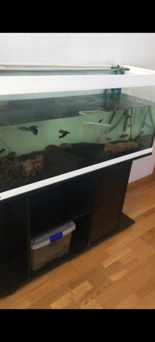 Acuario Eheim 240