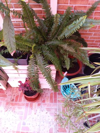 Planta Helecho Grande