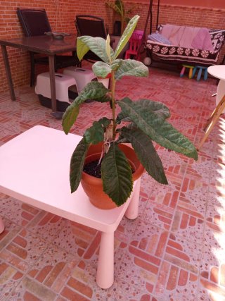 Níspero Frutal en Maceta