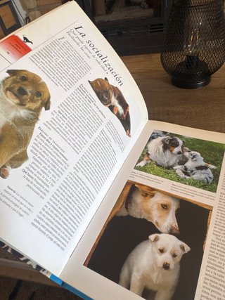 Guía Completa de Perros