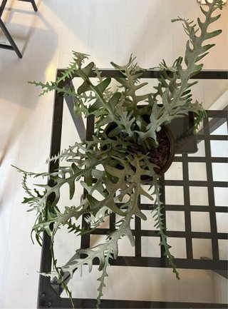 Planta artificial XL realista con maceta