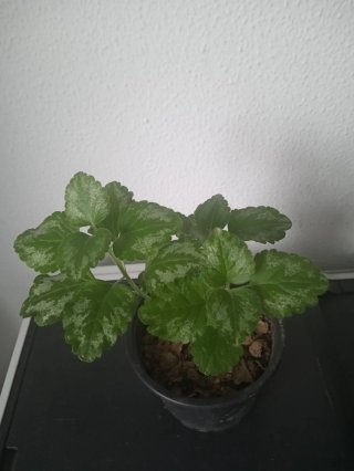 Ortiga amarilla
