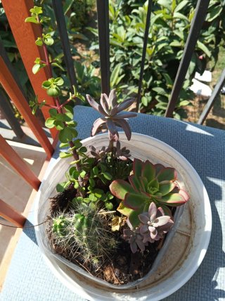 Cactus y Suculentas Variadas