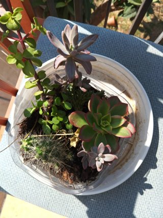 Cactus y Suculentas Variadas
