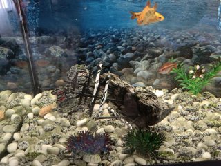 Acuario completo con mueble