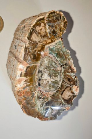 Tronco Fósil Araucaria 454gr