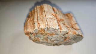 Tronco Fósil Araucaria 454gr