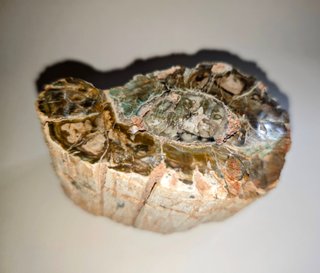 Tronco Fósil Araucaria 454gr