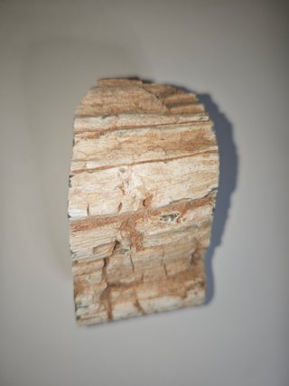 Tronco Fósil Araucaria 454gr