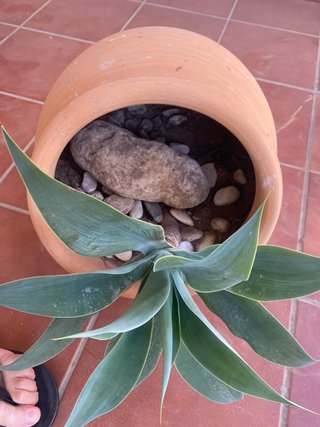 Planta de exterior en maceta de barro