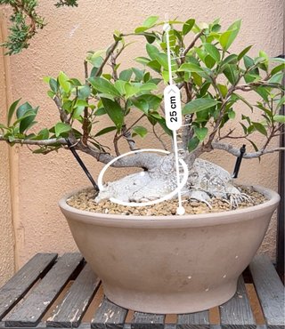 Bonsái Ficus