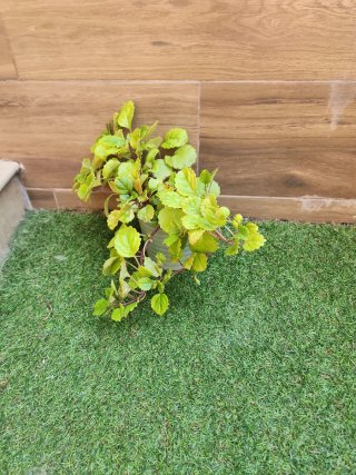 Planta del dinero
