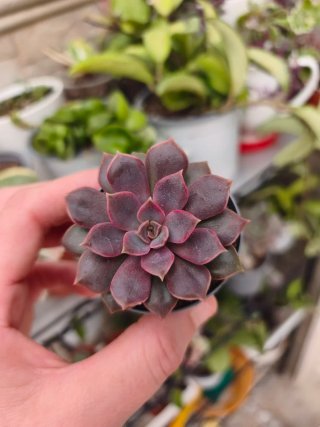 Echeveria mina 5.5cm