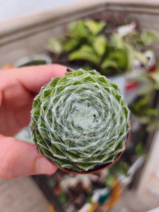 Siemprevivum 5.5cm