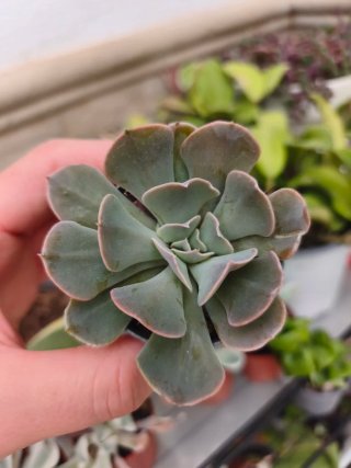 Echeveria 5.5cm