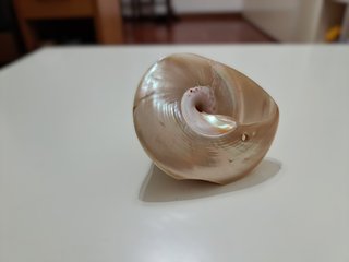 Conchiglia naturale madreperla
