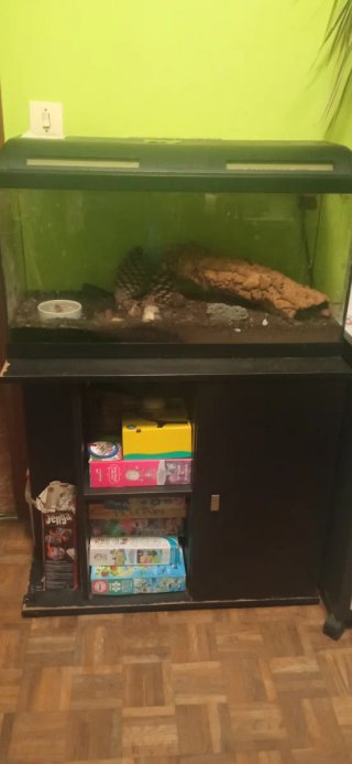 Acuario con mueble y dos geckos
