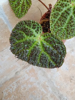 Begonia Ferox