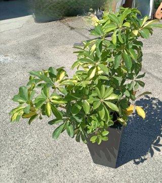 Pianta Schefflera con vaso in resina