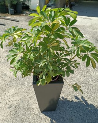 Pianta Schefflera con vaso in resina